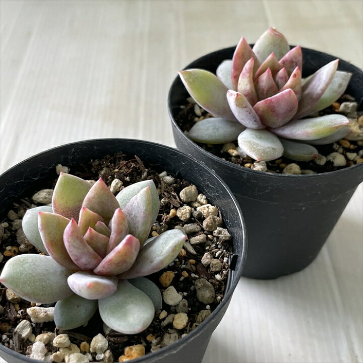 楽天市場】多肉植物 skエケベリア ドイツシャンペン 多肉植物 