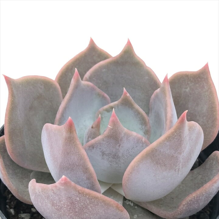 楽天市場 多肉植物 Skエケベリア リリアン 多肉植物 エケベリア 7 5cmポット フラワーネット 日本花キ流通