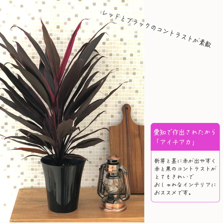 楽天市場 コルジリネ ターミナリス アイチアカ 6号鉢 送料無料 観葉植物 苗 インテリア おしゃれ コルディリネ フラワーネット 日本花キ流通