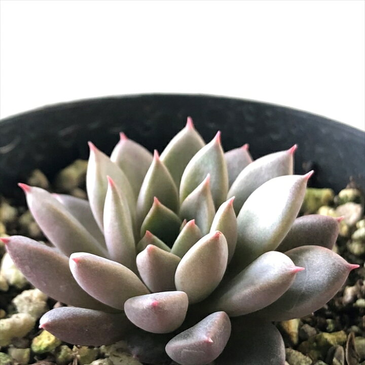 楽天市場 多肉植物 Skエケベリア エルメス 多肉植物 エケベリア 7 5cmポット フラワーネット 日本花キ流通