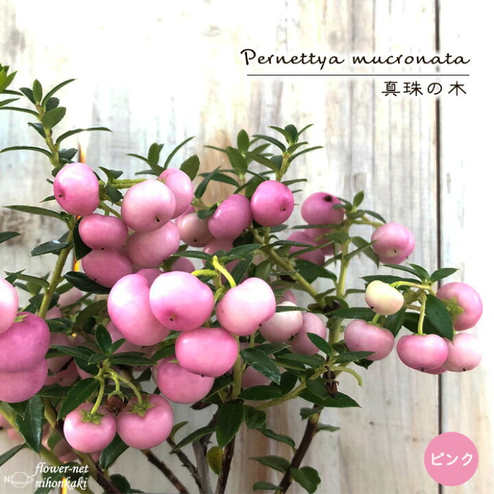 楽天市場 真珠の木 ピンク 9cmポット ハッピーベリー ペルネティア 苗 フラワーネット 日本花キ流通