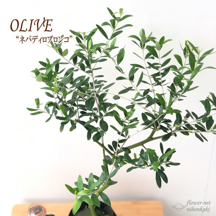 楽天市場】観葉植物 オリーブ ネバディロブロンコ 5号鉢 送料無料 
