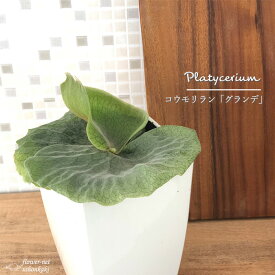 コウモリラン ビカクシダ グランデ 4.5号鉢 プラティセリウム 観葉植物 インテリア おしゃれ
