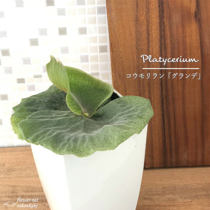楽天市場】観葉植物 コウモリラン ビカクシダ グランデ 4.5号鉢 