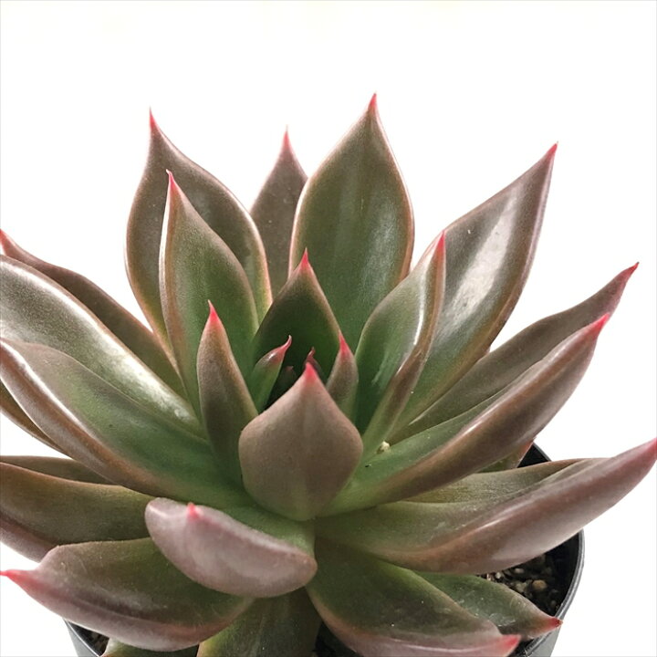 楽天市場 多肉植物 Skエケベリア フラワースター 多肉植物 エケベリア 7 5cmポット フラワーネット 日本花キ流通 楽天市場 多肉植物 Skエケベリア フラワースター 多肉植物 エケベリア 7 5cmポット フラワーネット 日本花キ流通