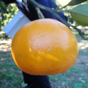 \̔ ݂c  o^i 13.5cm|bg  ~J nCubhk c  k ʎc ږؕc mri 10{ȍ~