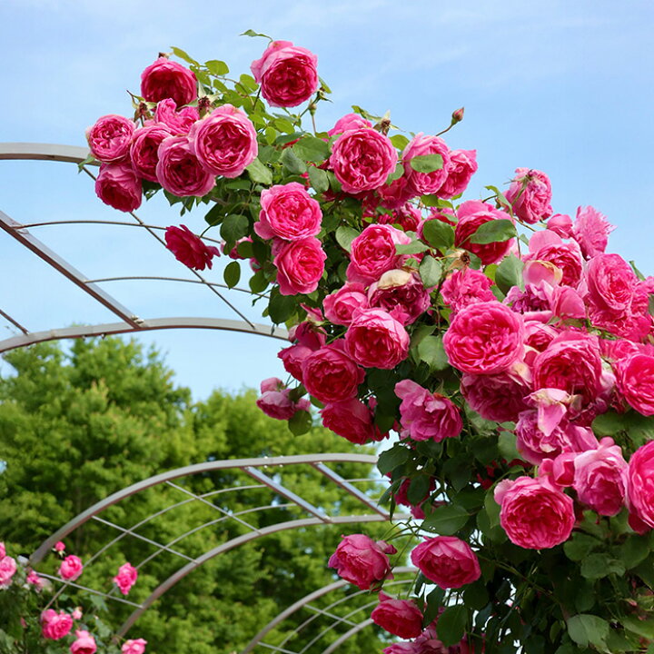 楽天市場】予約販売 バラ苗 バラ大苗 つるバラ パレード 返り咲き 薔薇 