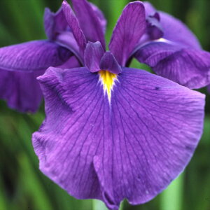 �\��̔� �n�i�V���E�u �c �����R 9cm�|�b�g �ԏҊ� ���t �ÓT���| ���� �r�I�g�[�v ���N�� �K�[�f�j���O �ԕc �h���� ihs 3�����{�ȍ~����