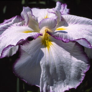 �\��̔� �n�i�V���E�u �c ���ʂ̖� 9cm�|�b�g �ԏҊ� ���t �ÓT���| ���� �r�I�g�[�v ���N�� �K�[�f�j���O �ԕc �h���� ihs 3�����{�ȍ~����