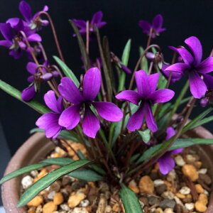 \̔ X~ c zRo~EW 7.5cm|bg݂ R쑐 N K[fjO ԕc h nfs 11{ȍ~