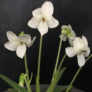 \̔ X~ c ԃmWX~ 7.5cm|bg݂ R쑐 N K[fjO ԕc h nfs 11{ȍ~