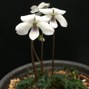 予約販売 スミレ 苗 キクバヤクシマスミレ 7.5cmポットすみれ 山野草 多年草 ガーデニング 花苗 宿根草 nfs 11月中旬以降発送