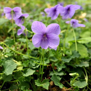 予約販売 スミレ 苗 バンクシィ ベイビーブルー 7.5cmポットすみれ 山野草 多年草 ガーデニング 花苗 宿根草 nfs 11月中旬以降発送