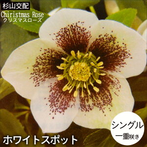 \̔ NX}X[Yc VO zCgX|bg Rz 9cm|bg h K[fjO sgy 9{ȍ~