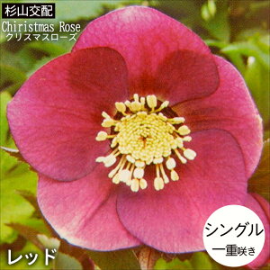 NX}X[Yc VO bh Rz 9cm|bg h K[fjO sgy