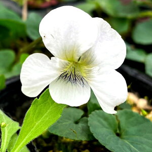 \̔ X~ c Art[ 7.5cm|bg݂ R쑐 N K[fjO ԕc h nfs 11{ȍ~