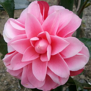 \̔  Ði 12cm|bg Jԗ\芔 d炫 ΂ coL  ؂  Ԗ tnb 11{ȍ~
