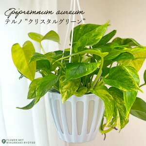 ϗtA |gX em No.025 NX^O[ 5 ݂蔫 ݂艺 nMO  ϗtA  蕨 v[g CeA 