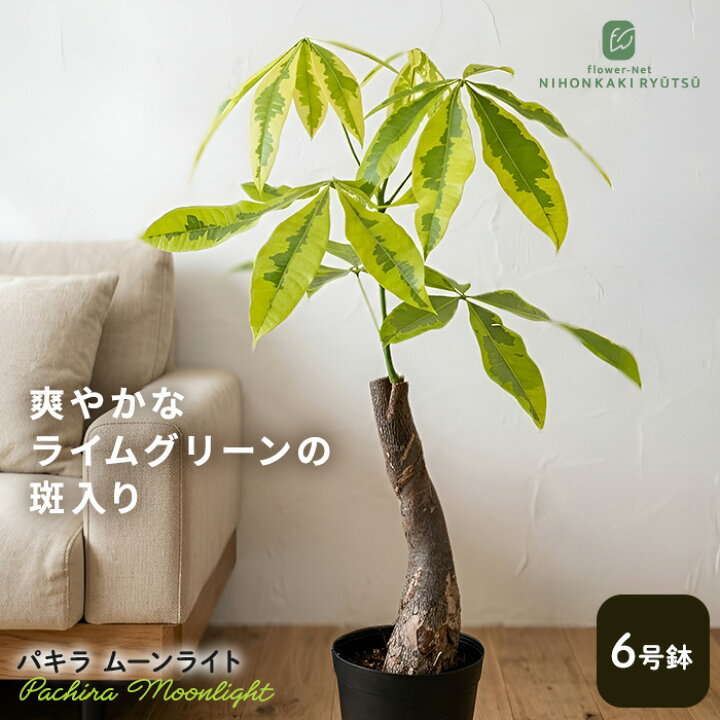 楽天市場】観葉植物 斑入り パキラ ムーンライト 6号鉢 送料無料 希少 