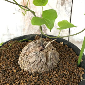 楽天市場 亀甲竜 花 観葉植物 花 ガーデン Diy の通販