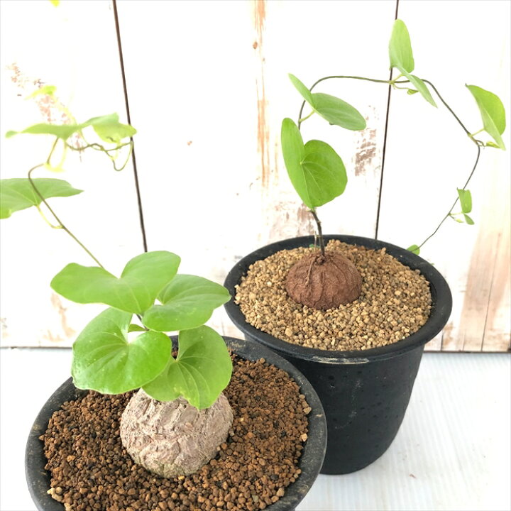 大放出セール 観葉植物 キッコウリュウ 亀甲竜 5号22 01 Fucoa Cl