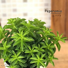 ペペロミア ニパドラ 3号鉢 観葉植物 インテリア おしゃれ