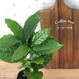 コーヒーの木 9cmポット 珈琲 アラビカ種 観葉植物 インテリア おしゃれ
