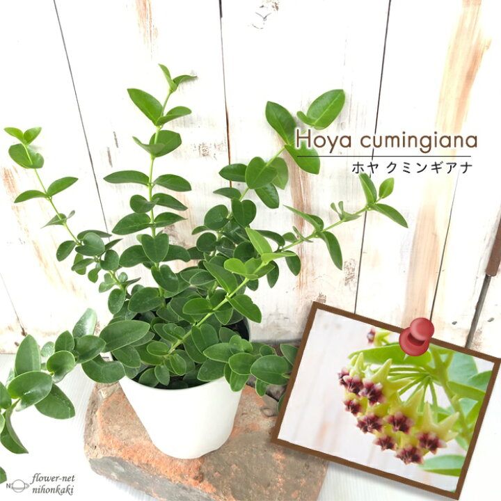 アウトレット送料無料 ホヤ マチルダ カルノーサ セルペンス 4号鉢 吊り鉢 サクララン 観葉植物 インテリア おしゃれ Rmladv Com Br