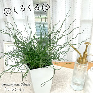 ϗtA ZC 4 XpC ϗtA ӐA  蕨 v[g CeA 