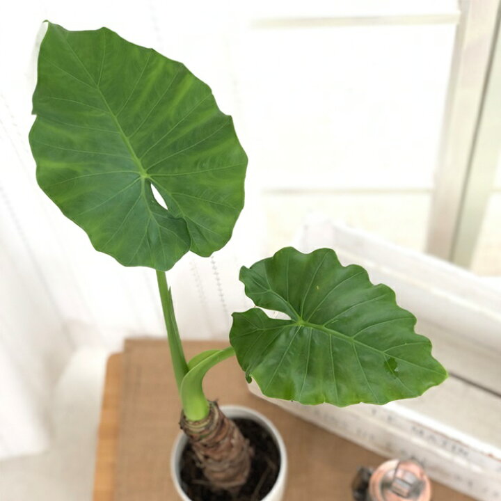 楽天市場 クワズイモ 4号鉢 観葉植物 インテリア おしゃれ フラワーネット 日本花キ流通