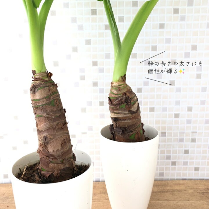 Xmfdho10wes1dm Xmfdho10wes1dm