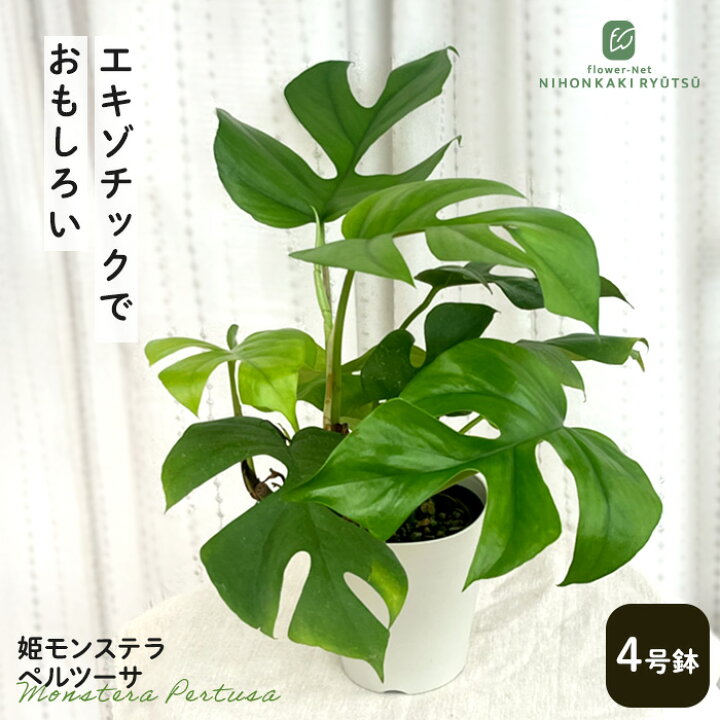 楽天市場 姫モンステラ 4号鉢 ヒメモンステラ 観葉植物 インテリア おしゃれ フラワーネット 日本花キ流通 楽天市場 姫モンステラ 4号鉢 ヒメモンステラ 観葉植物 インテリア おしゃれ フラワーネット 日本花キ流通