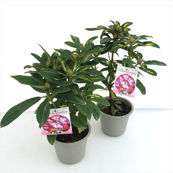 楽天市場 予約販売 西洋シャクナゲ 花かがり 5号鉢 開花予定株 シャクナゲ 花苗 しゃくなげ 石楠花 常緑 斑入り植物 Toy 11月下旬以降発送 フラワーネット 日本花キ流通