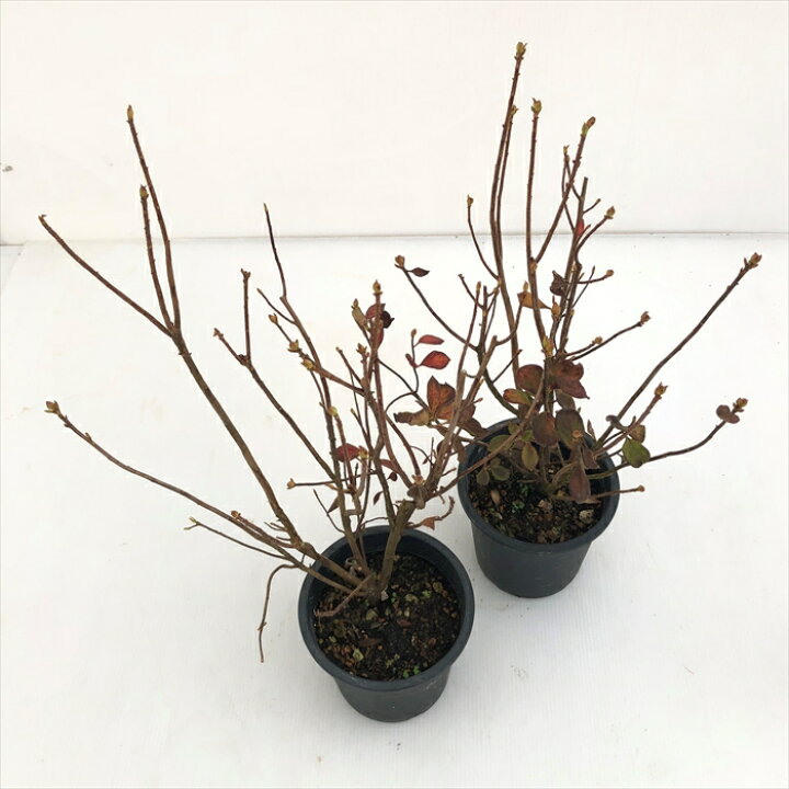 楽天市場 箱根ツリガネツツジ 4号鉢 開花予定株 箱根つりがねつつじ ハコネツリガネツツジ Tse フラワーネット 日本花キ流通