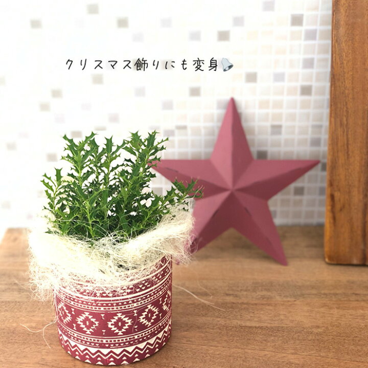 楽天市場 ヒメヒイラギ 9cmポット ヒイラギ 柊 姫ヒイラギ 魔除け フラワーネット 日本花キ流通