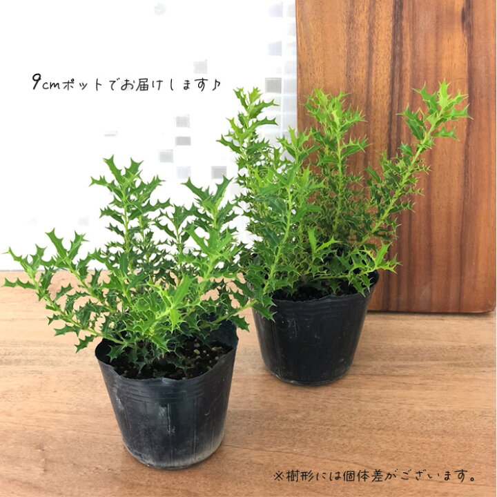 楽天市場 ヒメヒイラギ 9cmポット ヒイラギ 柊 姫ヒイラギ 魔除け フラワーネット 日本花キ流通