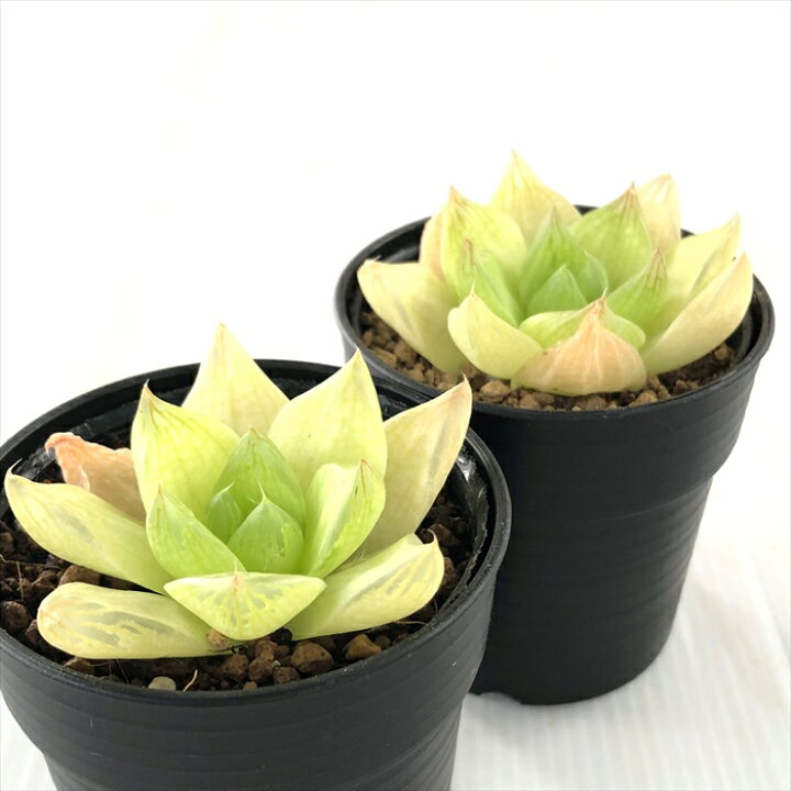 楽天市場 多肉植物 Naハオルチア シンビフォルミス ゴールド 7 5cmポット 多肉植物 ハオルチア 色素変異個体 フラワーネット 日本花キ流通