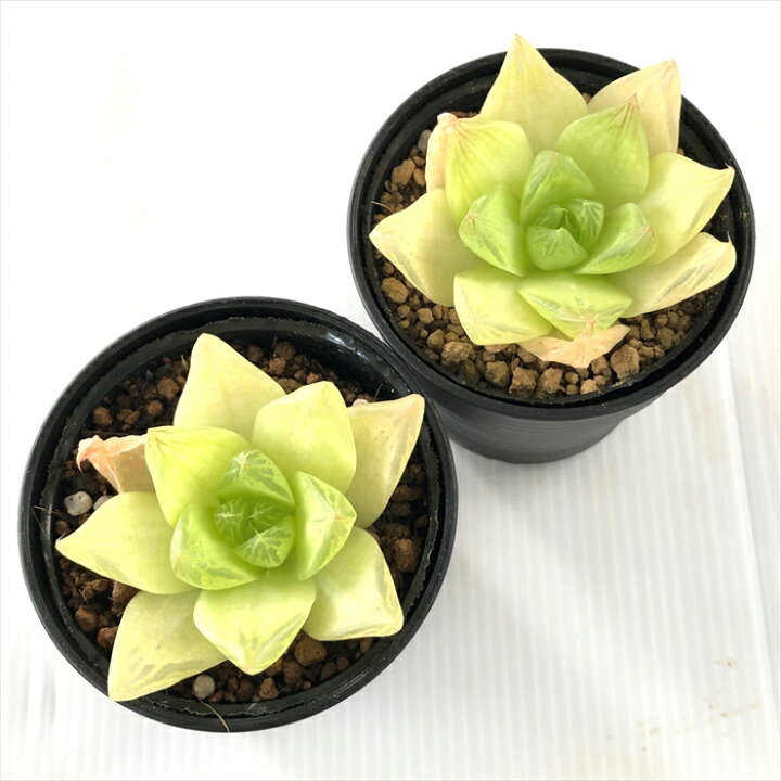 楽天市場 多肉植物 Naハオルチア シンビフォルミス ゴールド 7 5cmポット 多肉植物 ハオルチア 色素変異個体 フラワーネット 日本花キ流通 楽天市場 多肉植物 Naハオルチア シンビフォルミス ゴールド 7 5cmポット 多肉植物 ハオルチア 色素変異個体 フラワーネット 日本花キ流通