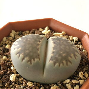 A asg[vX ֐ A Z 6cm|bg