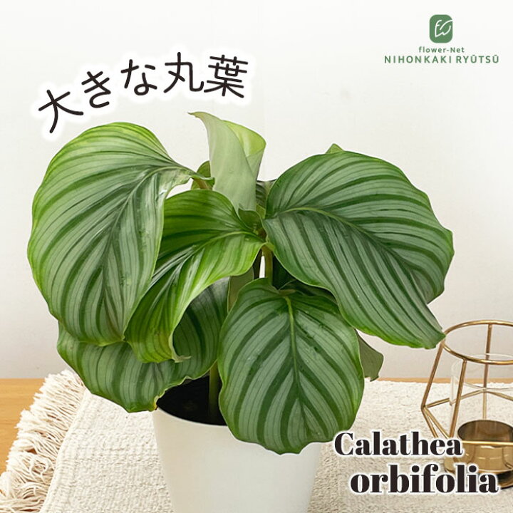 楽天市場】観葉植物 カラテア オルビフォリア 4号鉢 観葉植物 小型 