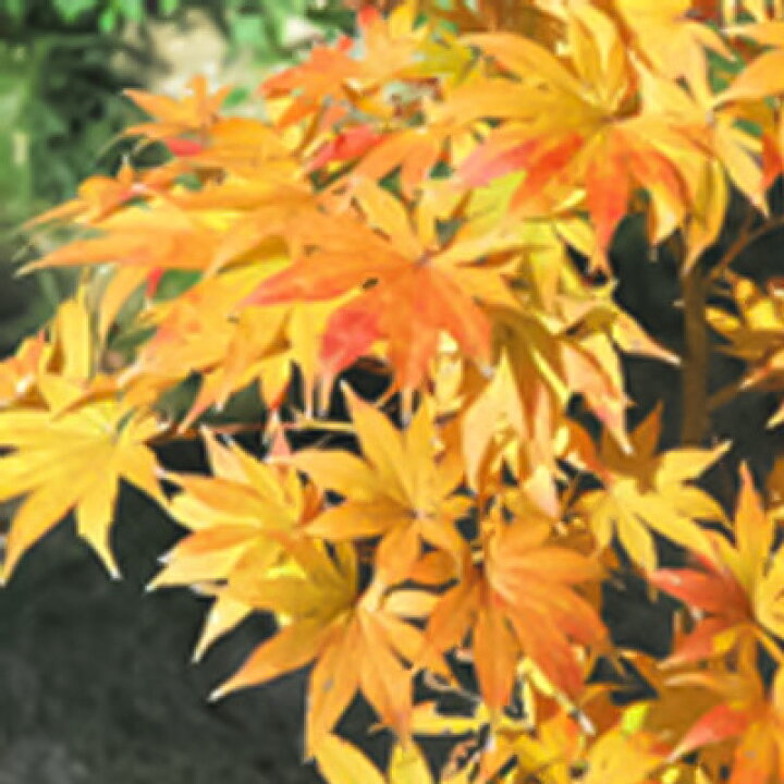 楽天市場 予約販売 もみじ 黄八丈 12cmポット 紅葉 モミジ 苗木 花木 庭木 Take 11月下旬以降発送 フラワーネット 日本花キ流通