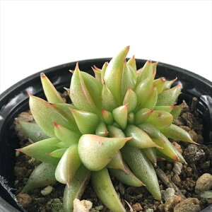 A hmGPxA  A GPxA 6cm|bg