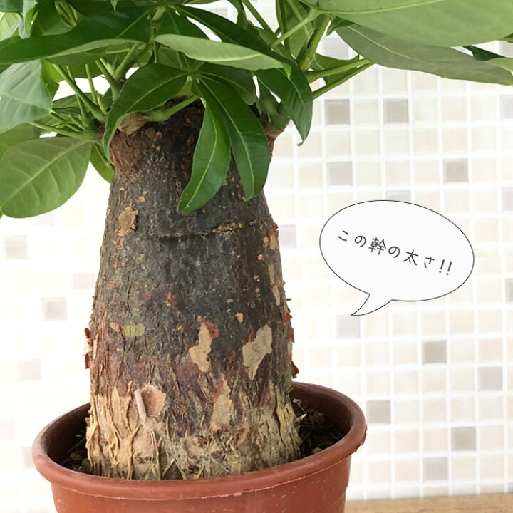 楽天市場 パキラ グラブラ 3 5号鉢 苗 観葉植物 インテリア おしゃれ フラワーネット 日本花キ流通