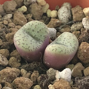 A asRmtBc Nx[ A 6cm|bg Z