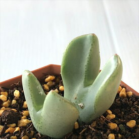楽天市場 多肉植物 コノフィツム 種類 植物 サボテン の通販
