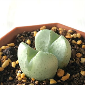 A asRmtBc Iy[Y A 6cm|bg Z