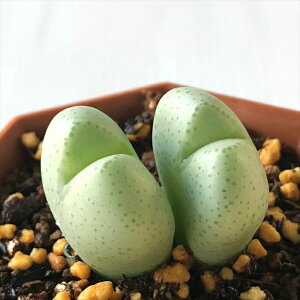 A asRmtBc ya A 6cm|bg Z