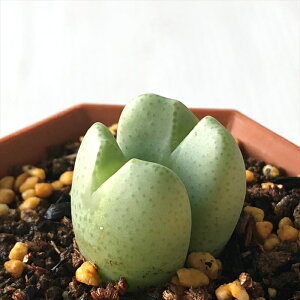 A asRmtBc Ԏ A 6cm|bg Z