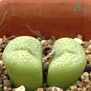 A asRmtBc ԏ A 6cm|bg Z