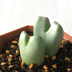 A asRmtBc gIrQ A 6cm|bg Z